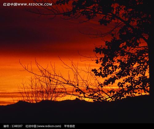 夕阳下的树影