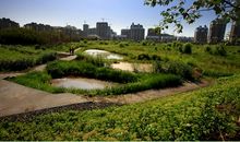 春天的湿地公园