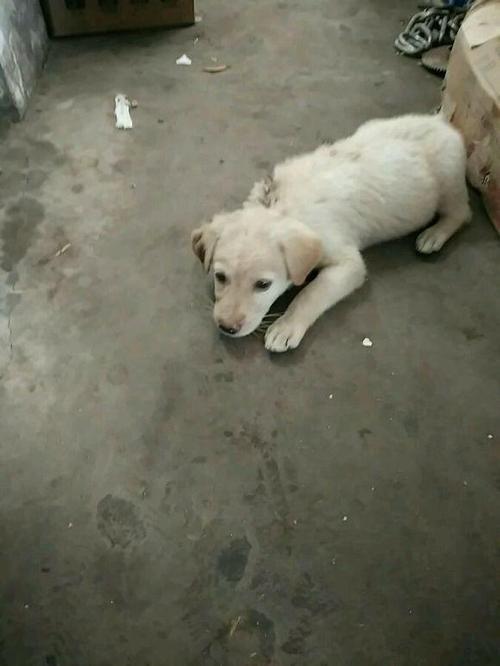 恶作剧幼犬
