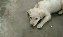 爱搞恶作剧的小狗