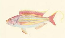 我想变成一条鱼