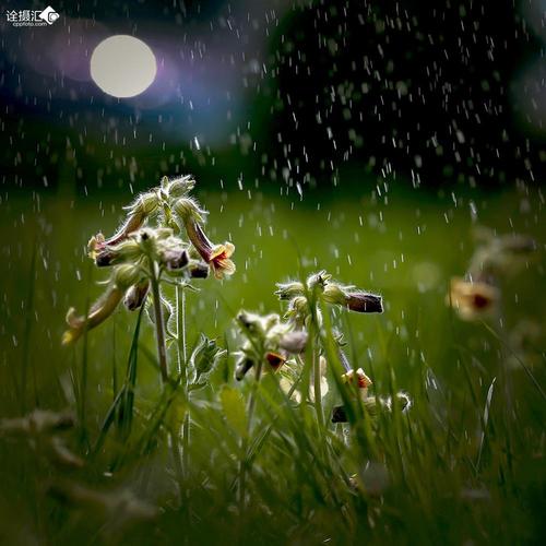 思思春雨
