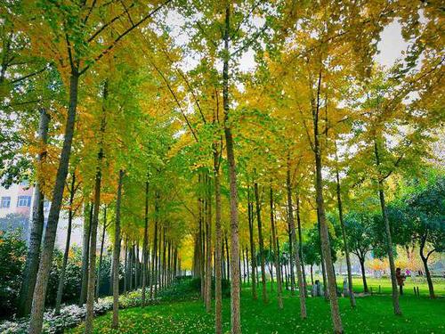 深秋的银杏林