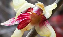 我喜爱的腊梅花