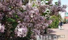 校园丁香花淘气包张明