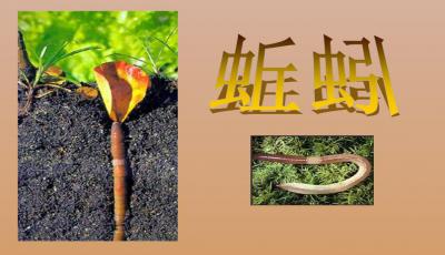 观察worm