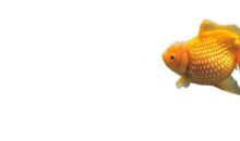 一片落叶的旅行