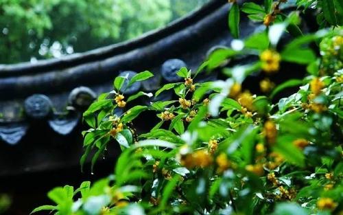 桂花雨
