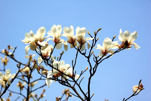 特制玉兰香水
