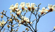 特别的玉兰花香