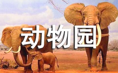 动物比美大赛
