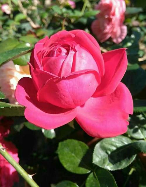 四个季节的花朵使我陶醉_800字