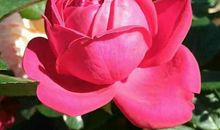 四季之花 令我陶醉_800字