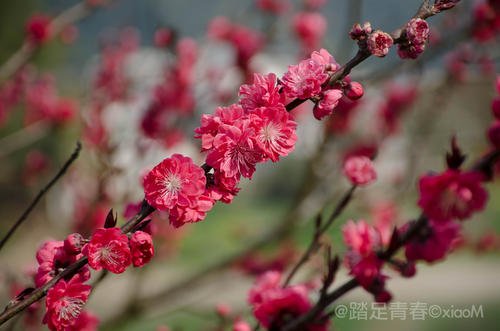 看春天。享受spring_800个单词