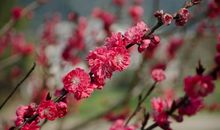 看春.赏春_800字