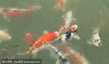 我心爱的锦鲤鱼