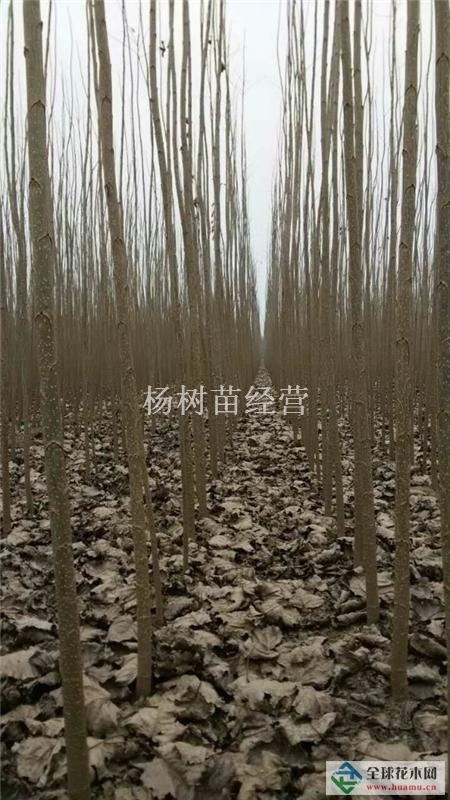 杨树和北风