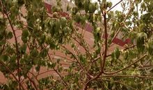 我家的桃树_350字