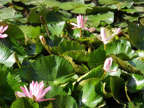 四个季节流花湖公园