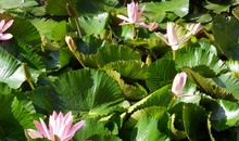 四季的流花湖公园