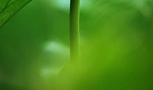 那曾感动我的一抹绿色