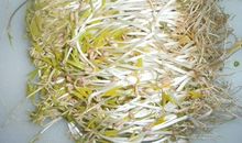 与豆芽相伴的日子