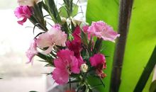 我的第一次插花经历