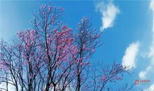 感恩的花开在叛逆的路上