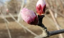 寻找春天的影子