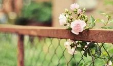 人生何惧落天涯