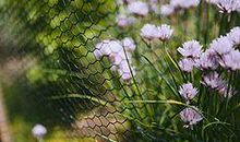 感恩的花开在布满荆棘的路上