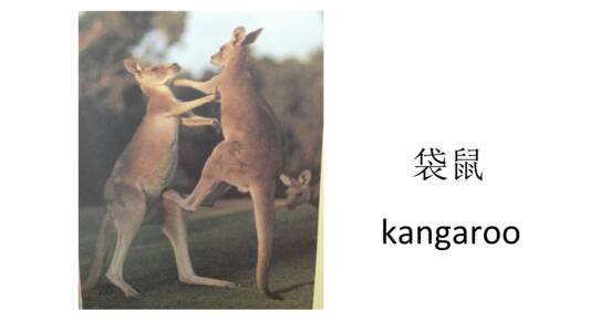 魔术尾巴