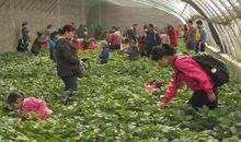 一次快乐的采摘