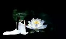 淡淡月光，悠悠月情