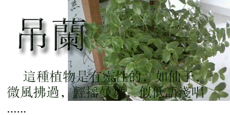 蜘蛛植物的启示