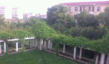 我喜欢校园里的葡萄架