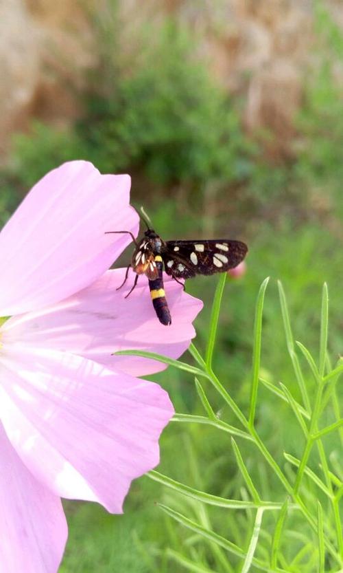 骑自行车欣赏风景_1500字