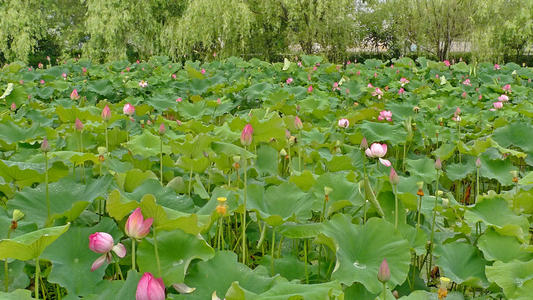 那荷花池