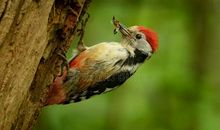 啄木鸟冬天森林超市编一个童话故事