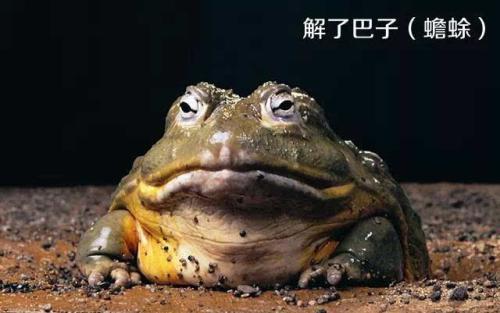 战斗蟾蜍