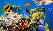 溱湖海洋世界游记