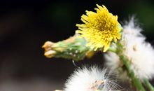 那曾感动我的蒲公英