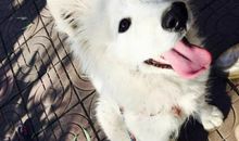 我家的小狗球球