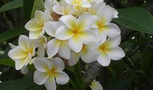 花儿为什么这样美丽