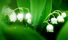 我因坚持而美丽