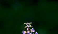 只为花开那一刻