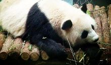 游红山森林动物园