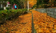 又到落叶缤纷时