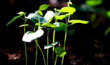 人生的三缕阳光