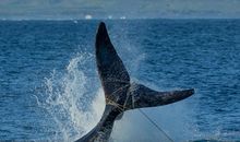 一个惊险而神奇的梦